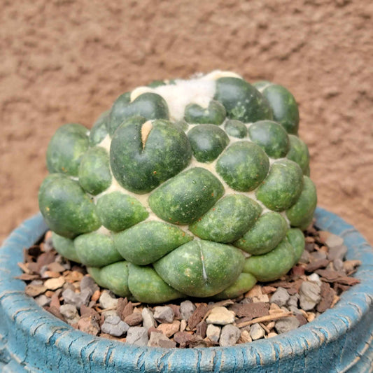 Coryphantha elephantidens cv inermis