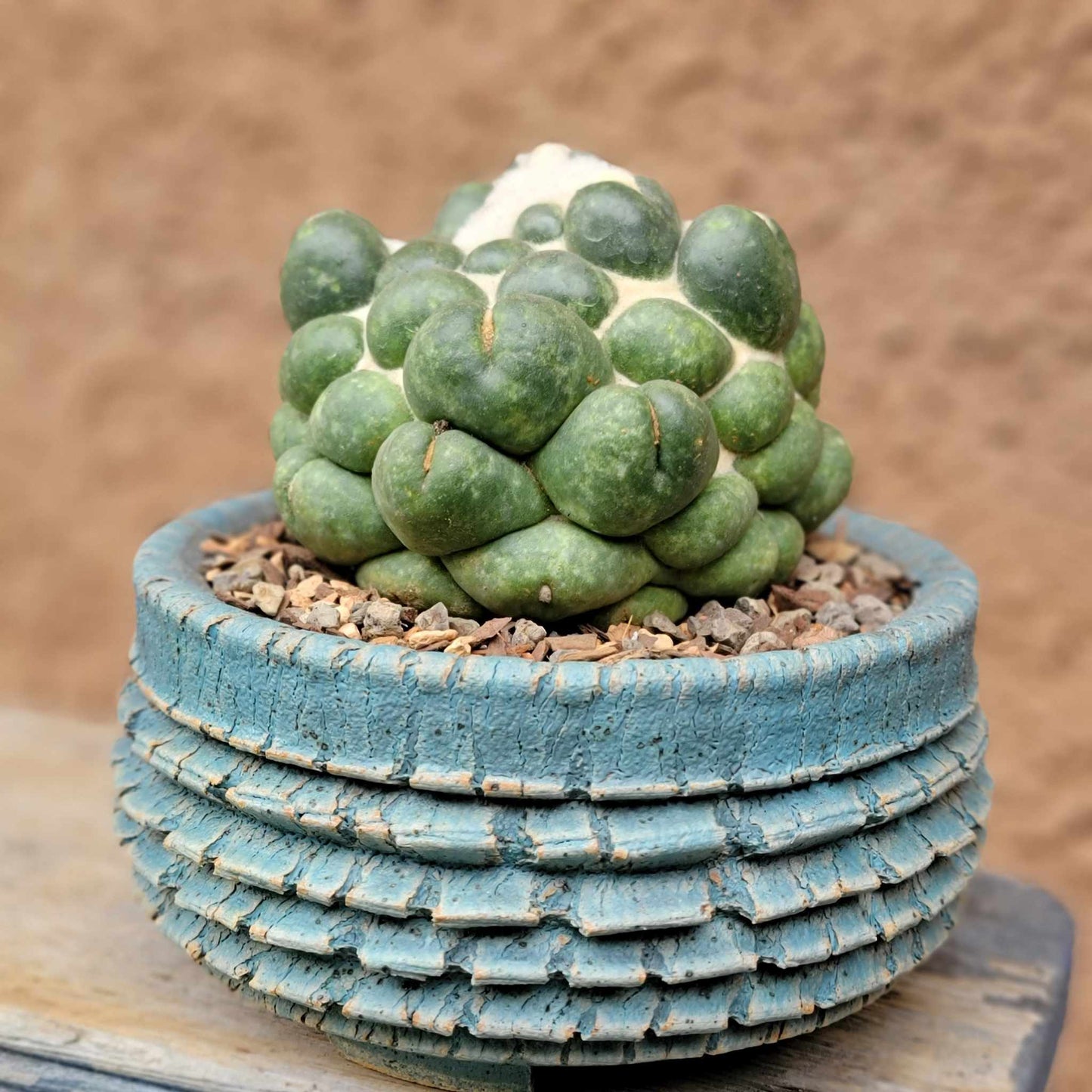Coryphantha elephantidens cv inermis