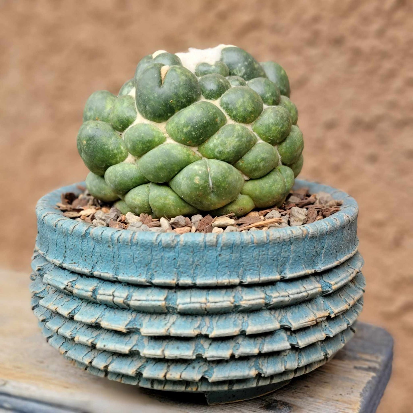 Coryphantha elephantidens cv inermis