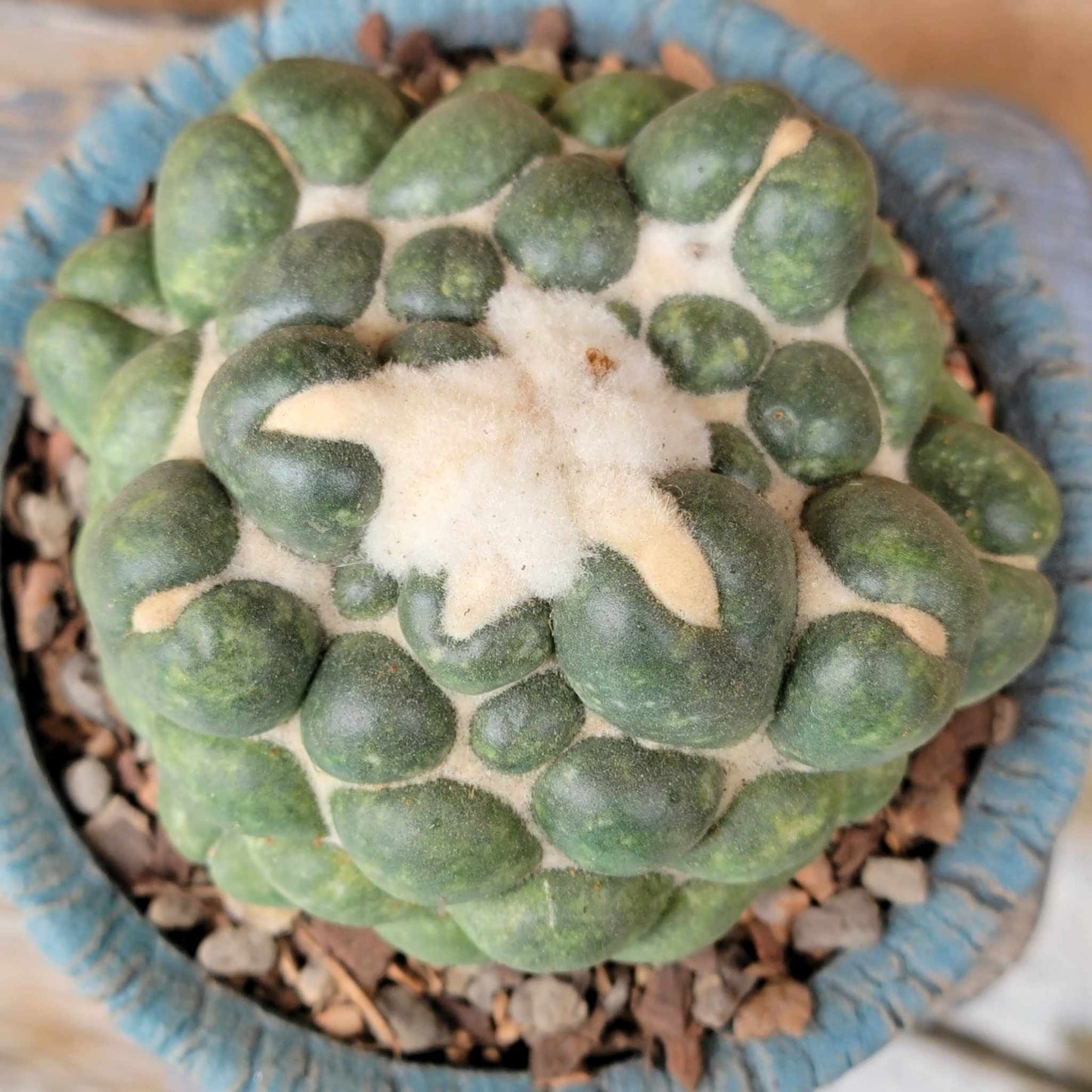 Coryphantha elephantidens cv inermis