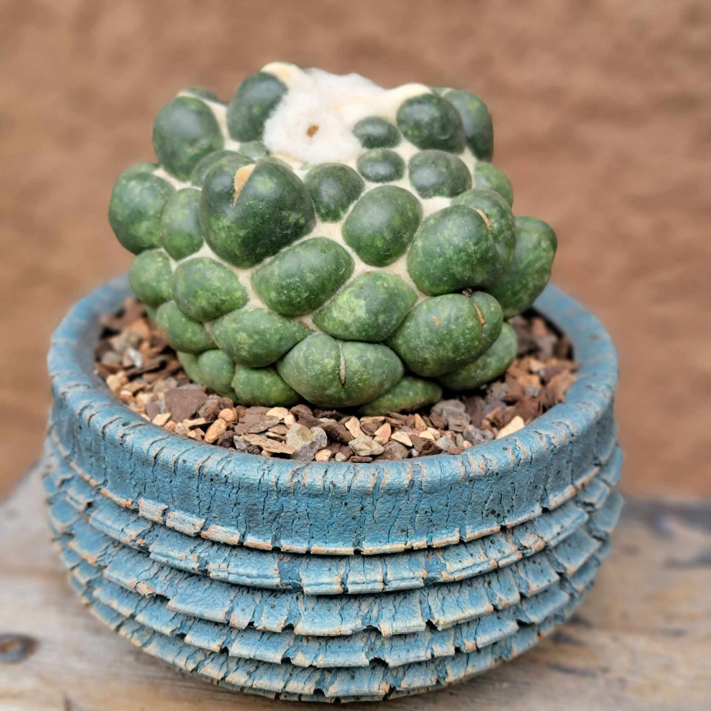 Coryphantha elephantidens cv inermis