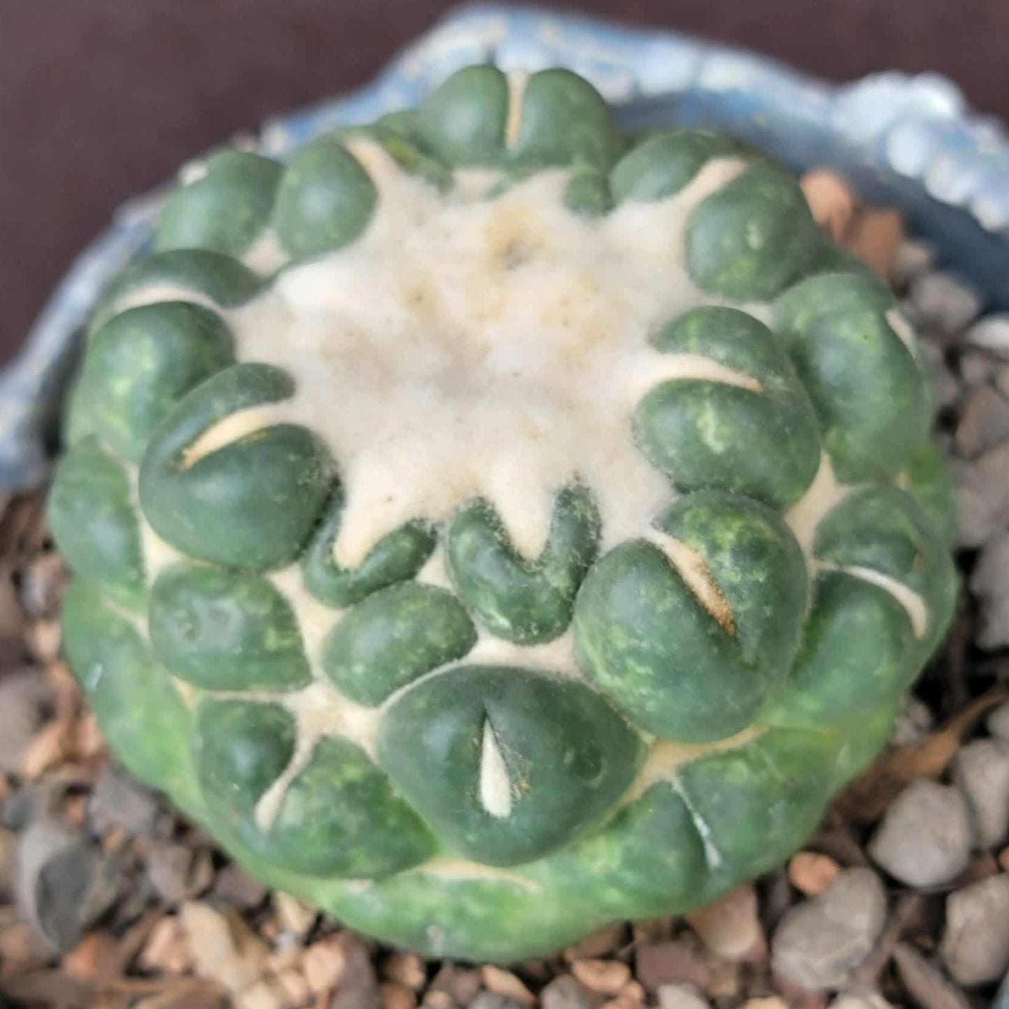 Coryphantha elephantidens cv inermis