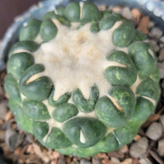 Coryphantha elephantidens cv inermis