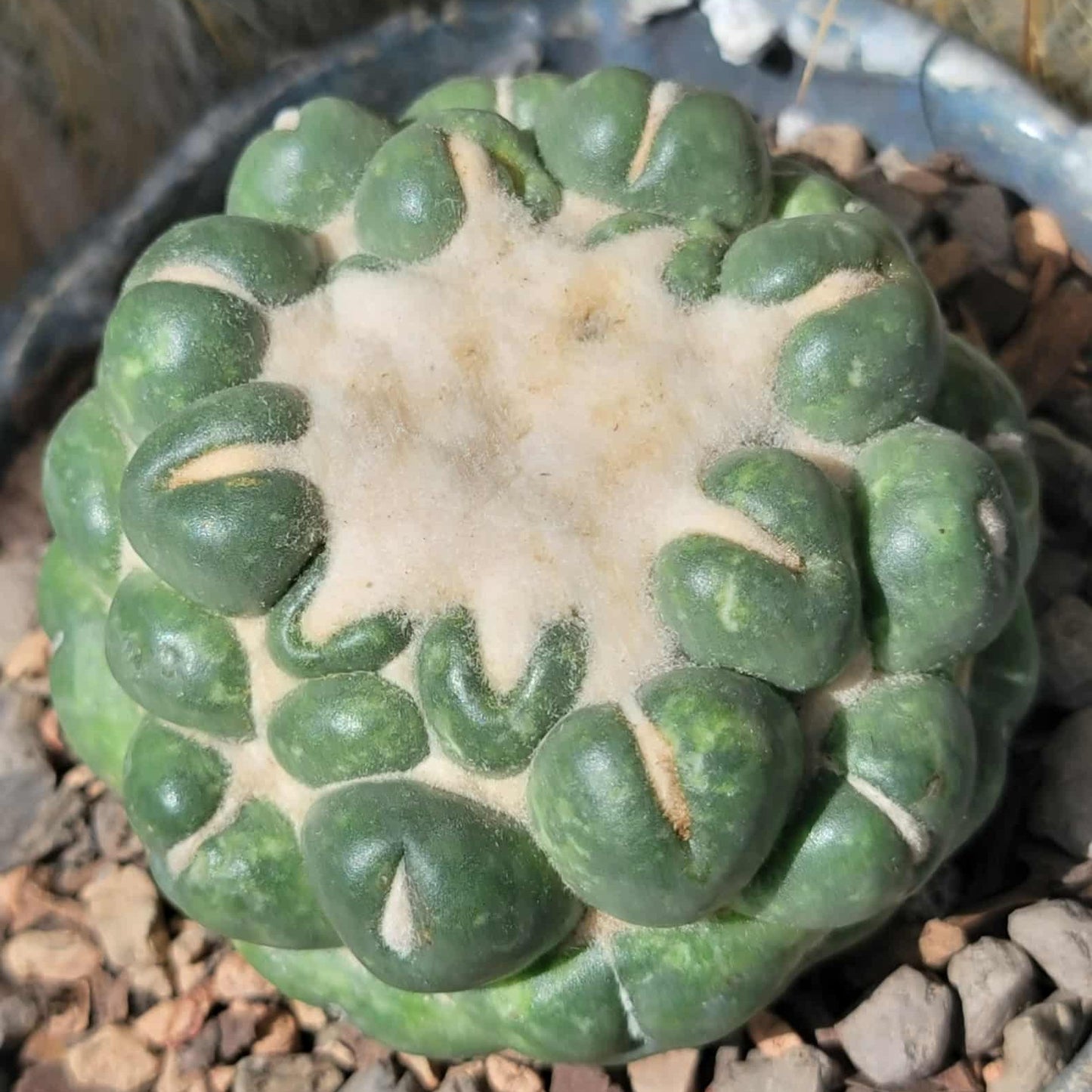 Coryphantha elephantidens cv inermis
