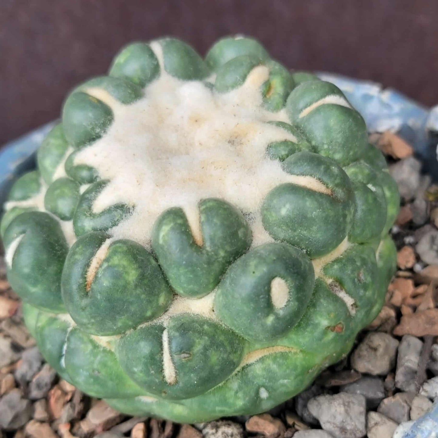 Coryphantha elephantidens cv inermis