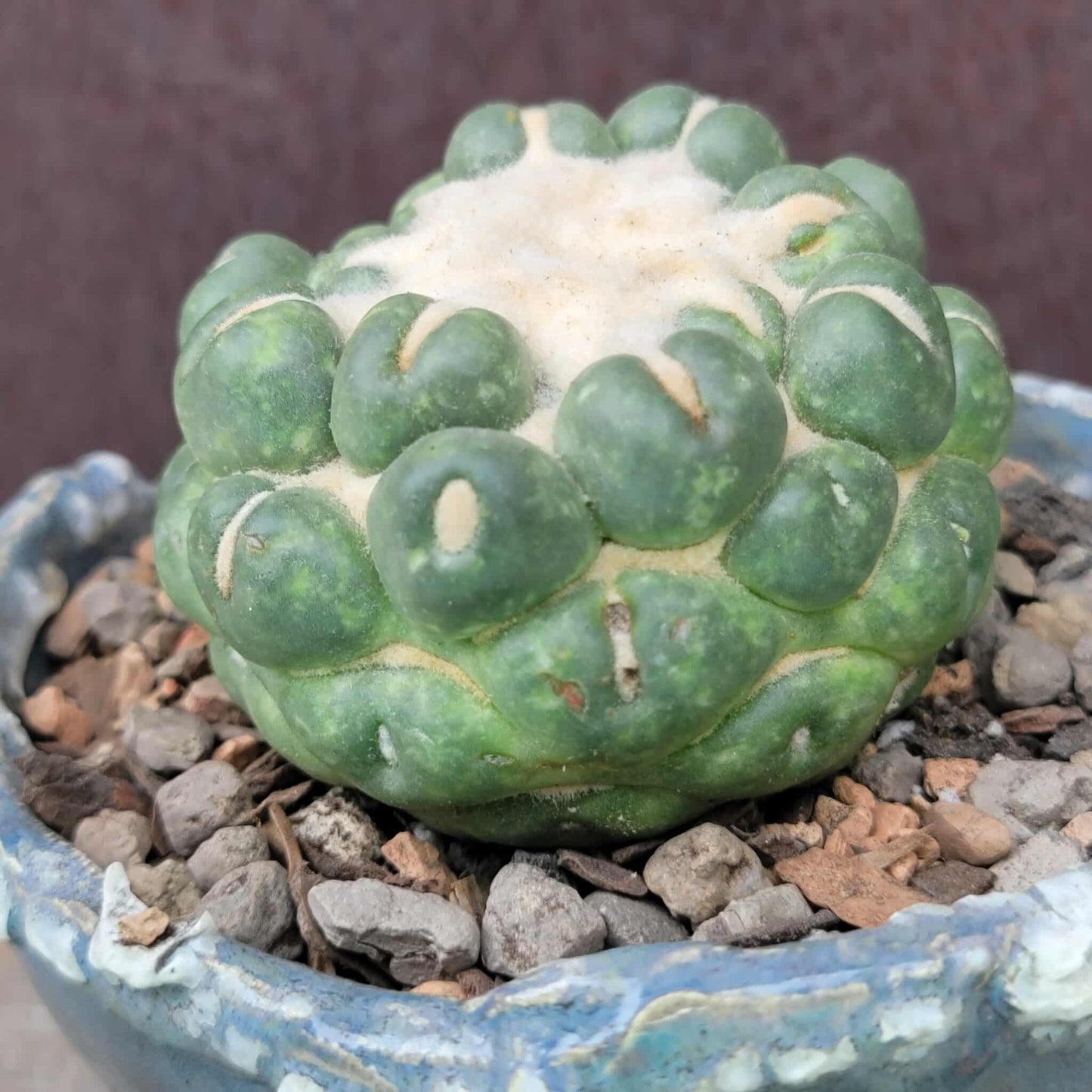 Coryphantha elephantidens cv inermis