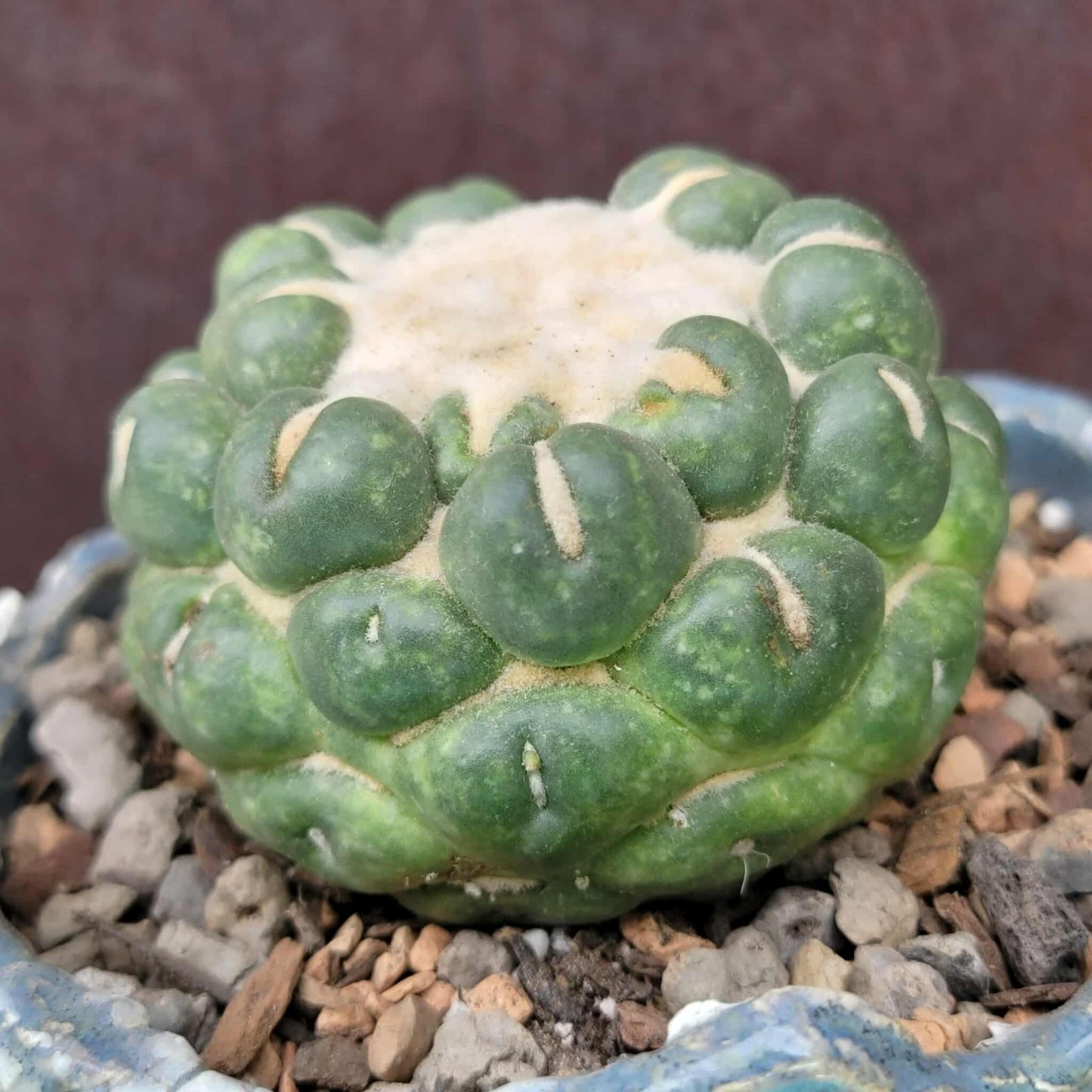 Coryphantha elephantidens cv inermis