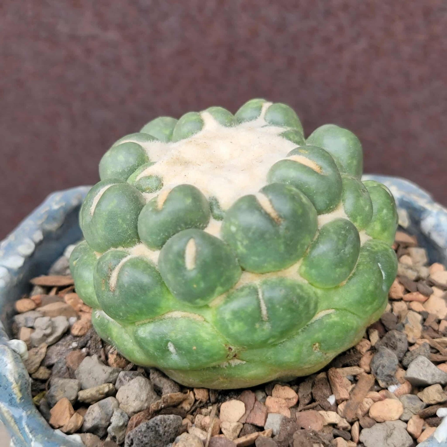 Coryphantha elephantidens cv inermis