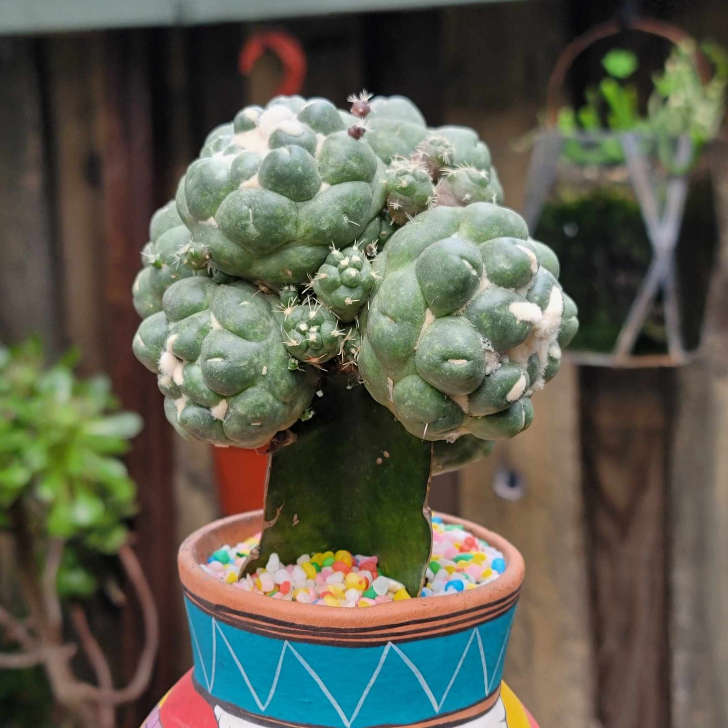 Coryphantha elephantidens cv inermis - 6 Heads + Babies!