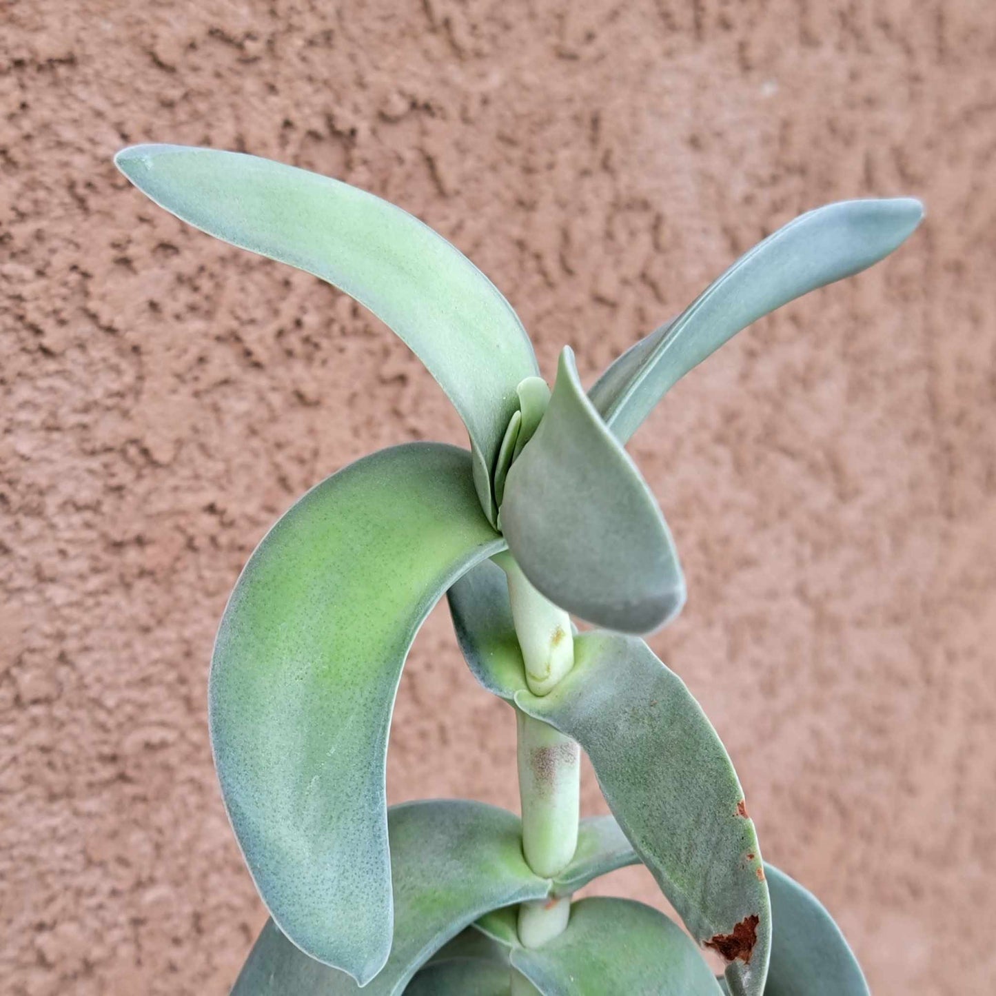 Crassula Falcata - Propeller Plant - 2 Feet Tall