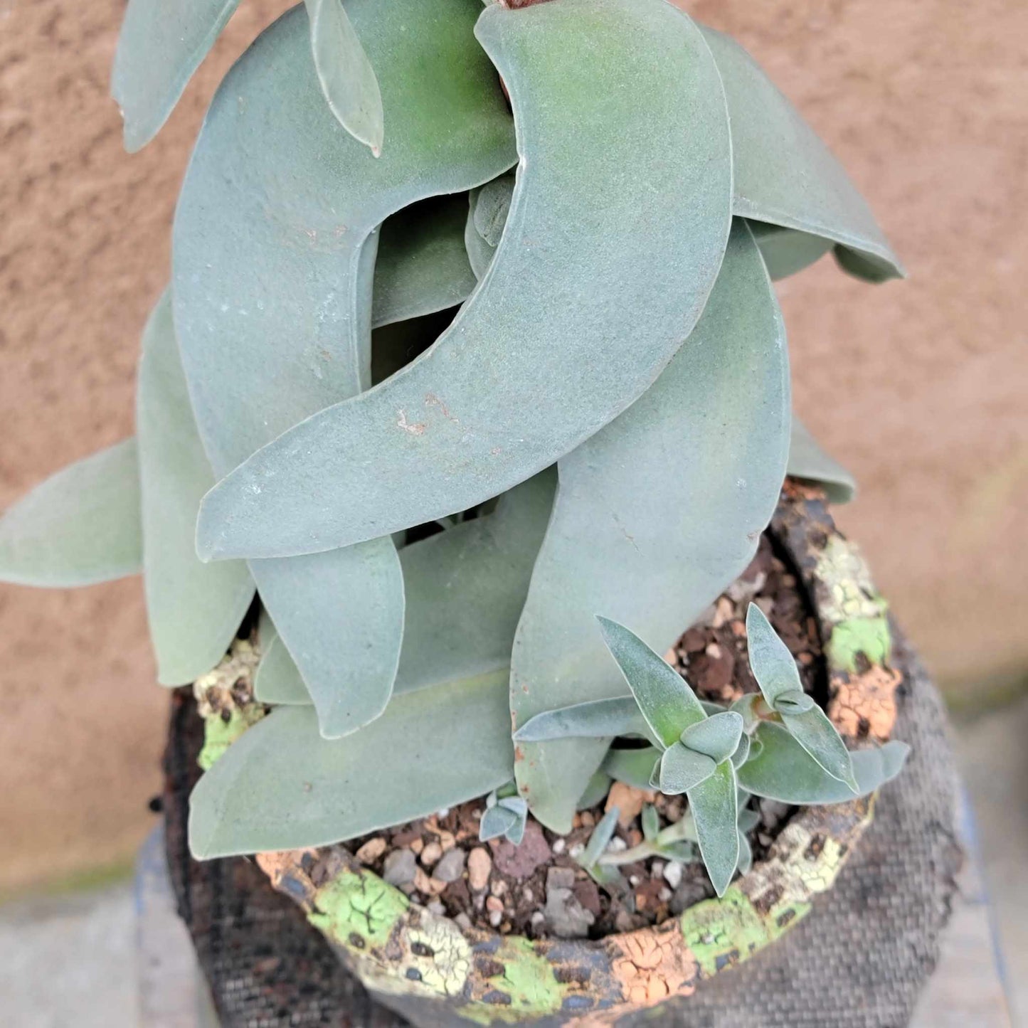 Crassula Falcata - Propeller Plant - 2 Feet Tall