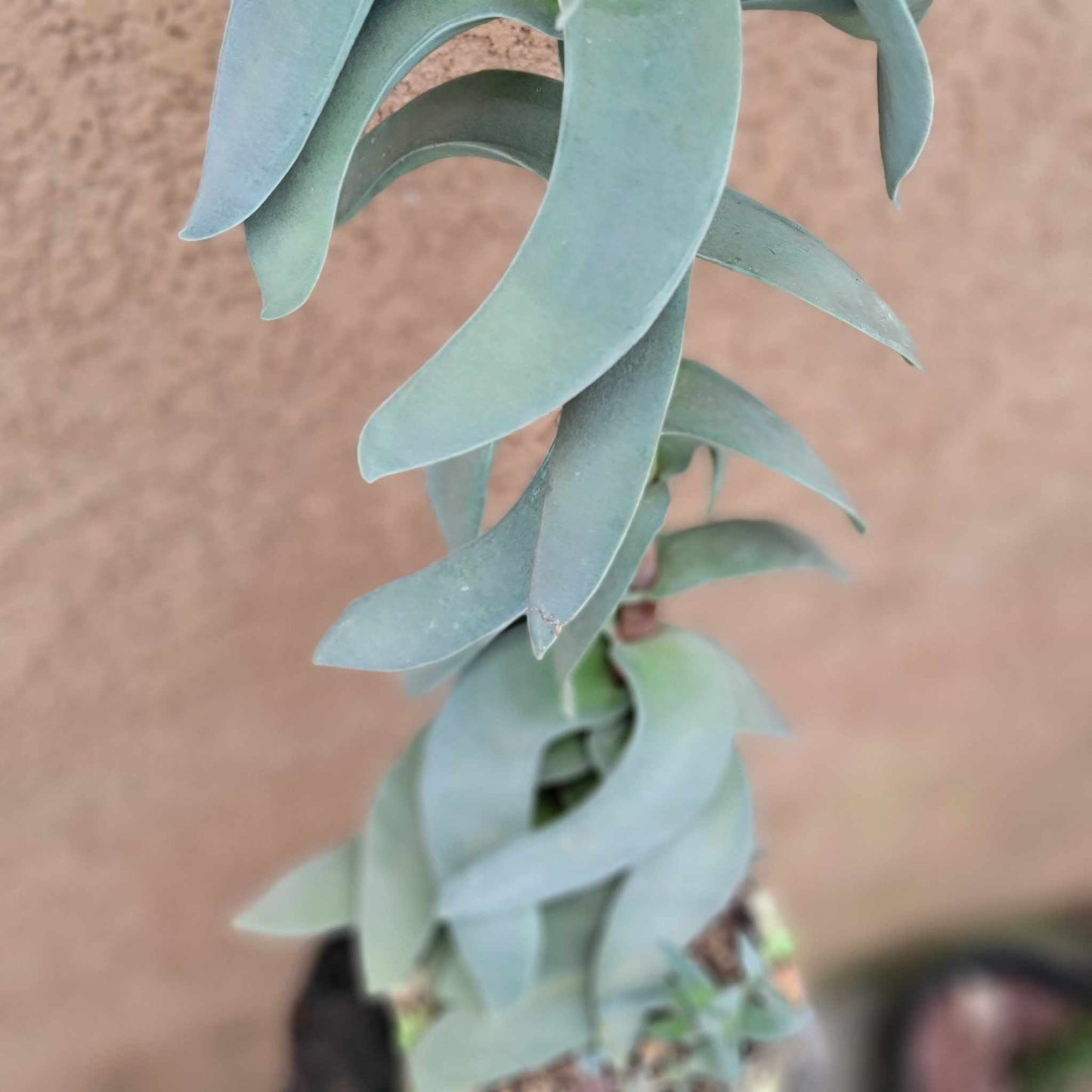 Crassula Falcata - Propeller Plant - 2 Feet Tall