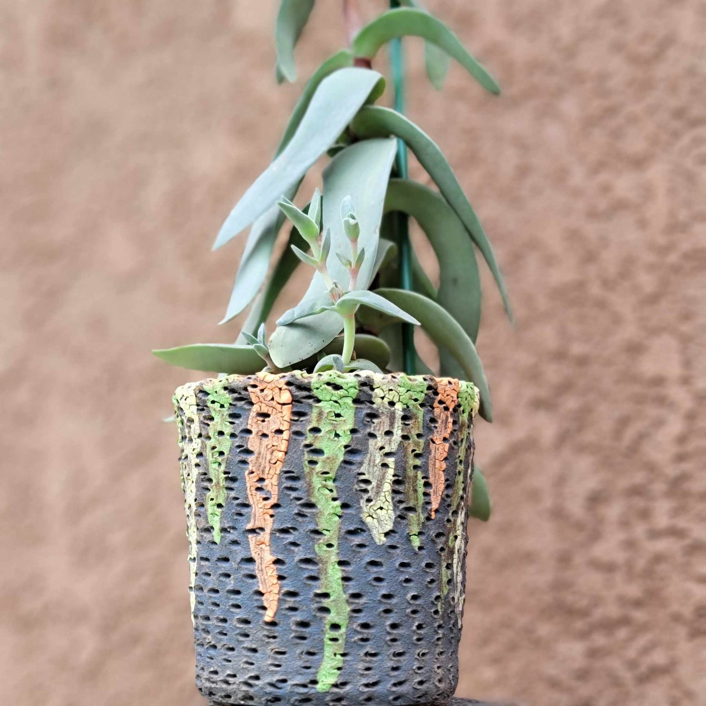 Crassula Falcata - Propeller Plant - 2 Feet Tall