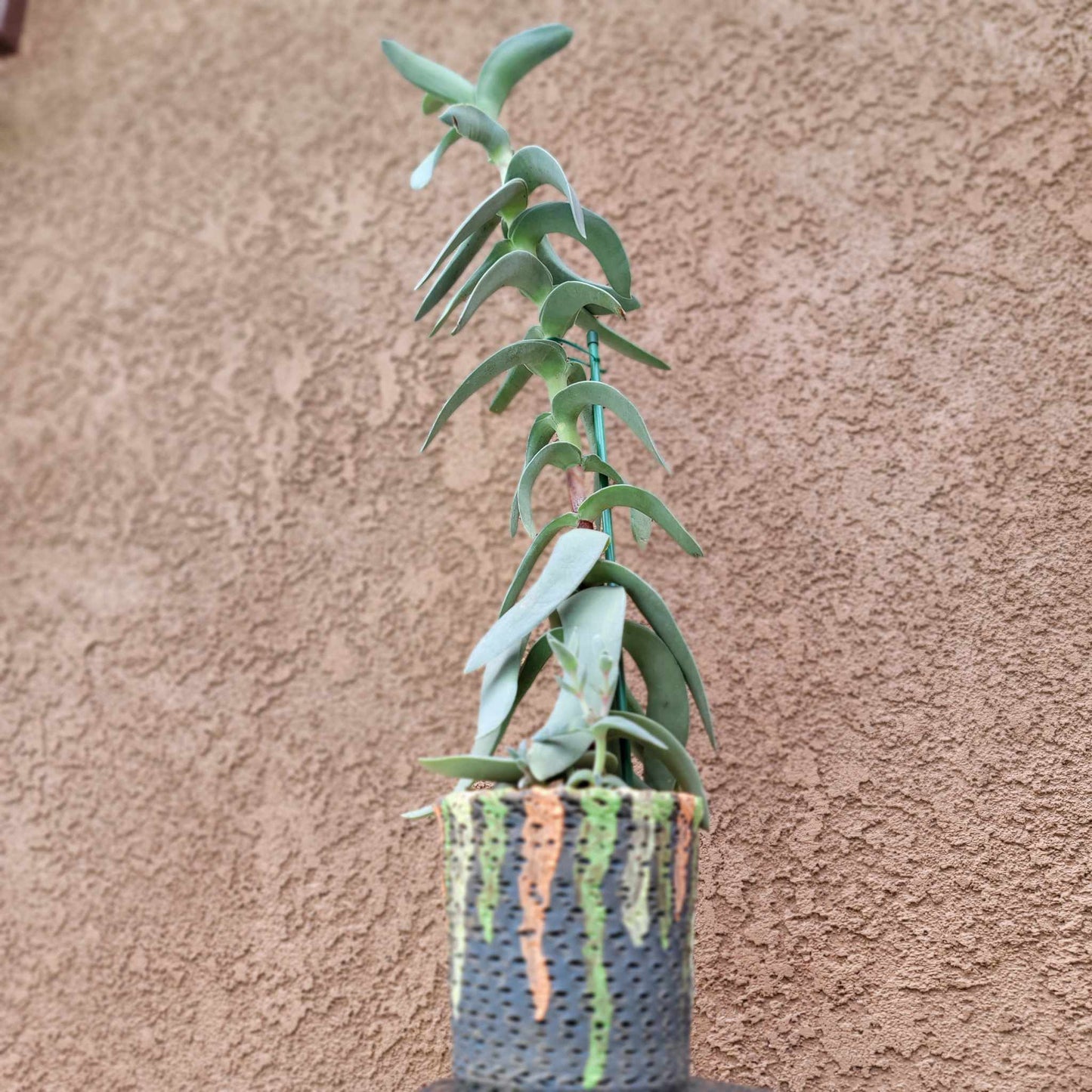 Crassula Falcata - Propeller Plant - 2 Feet Tall