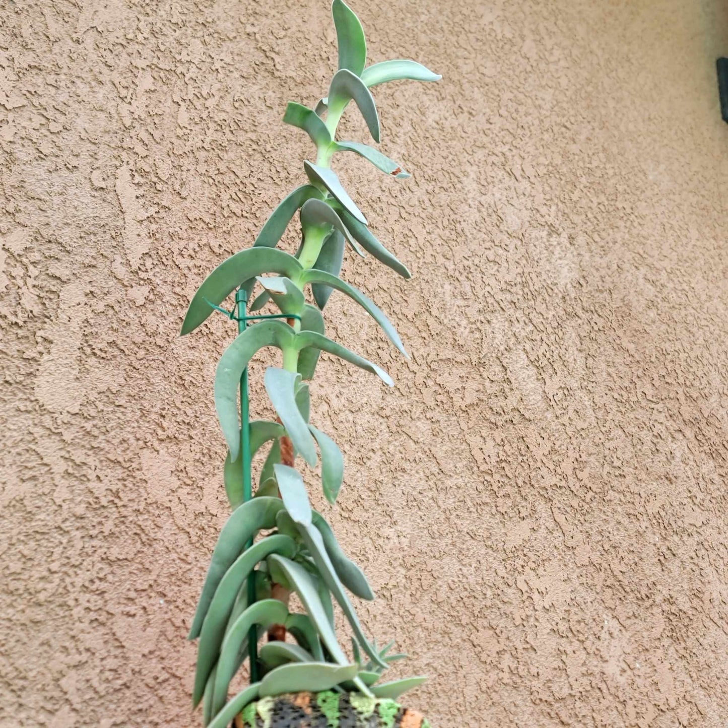 Crassula Falcata - Propeller Plant - 2 Feet Tall