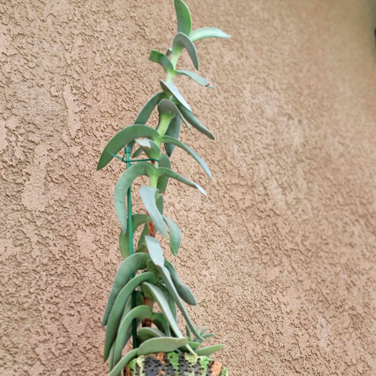 Crassula Falcata - Propeller Plant - 2 Feet Tall