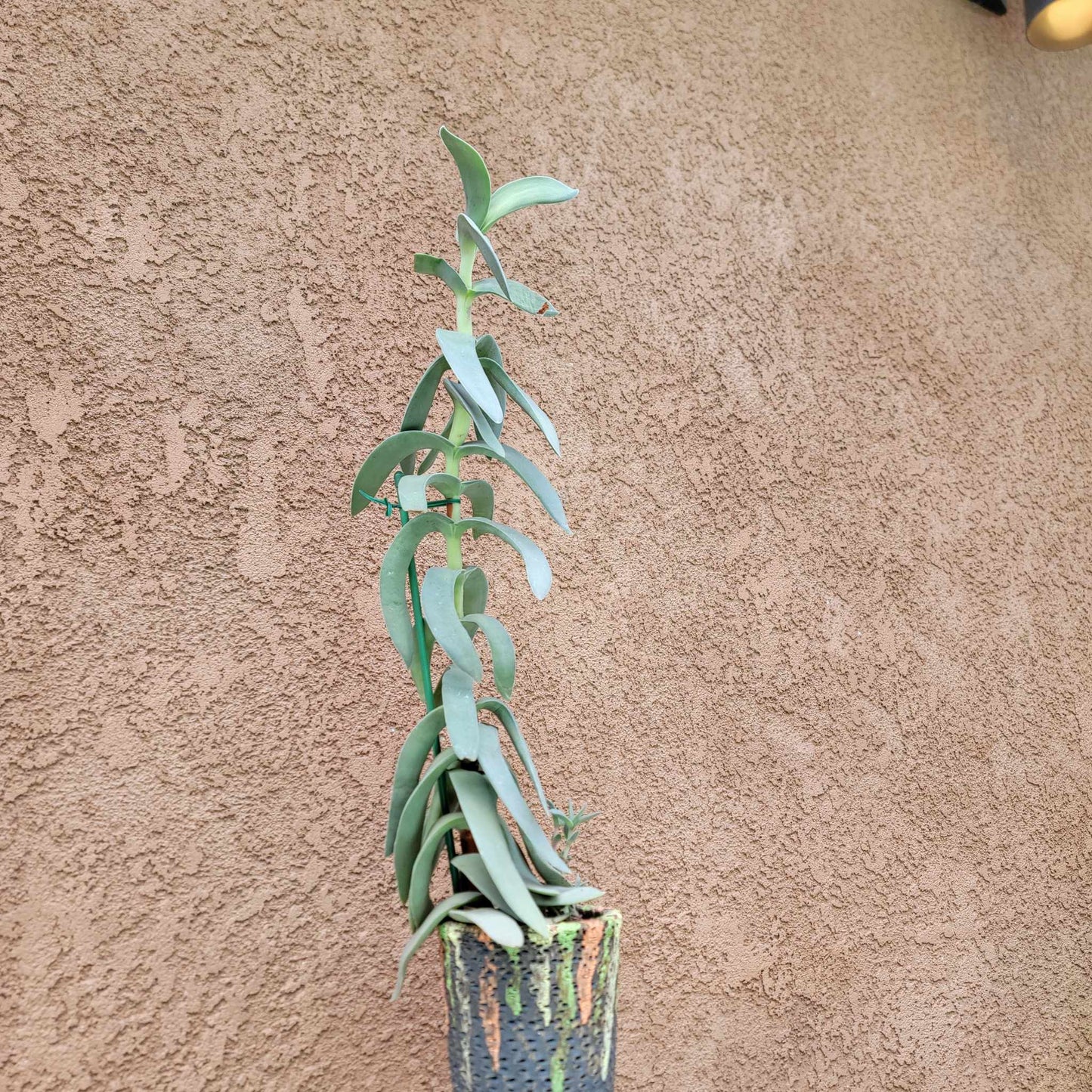 Crassula Falcata - Propeller Plant - 2 Feet Tall