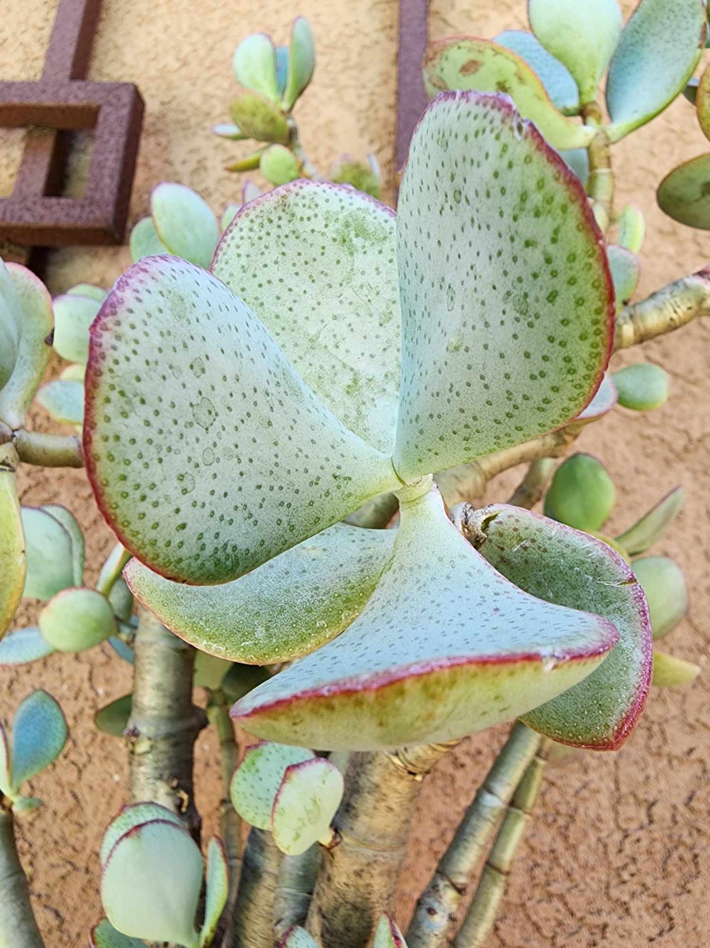 Crassula arborescens - Silver Dollar Jade