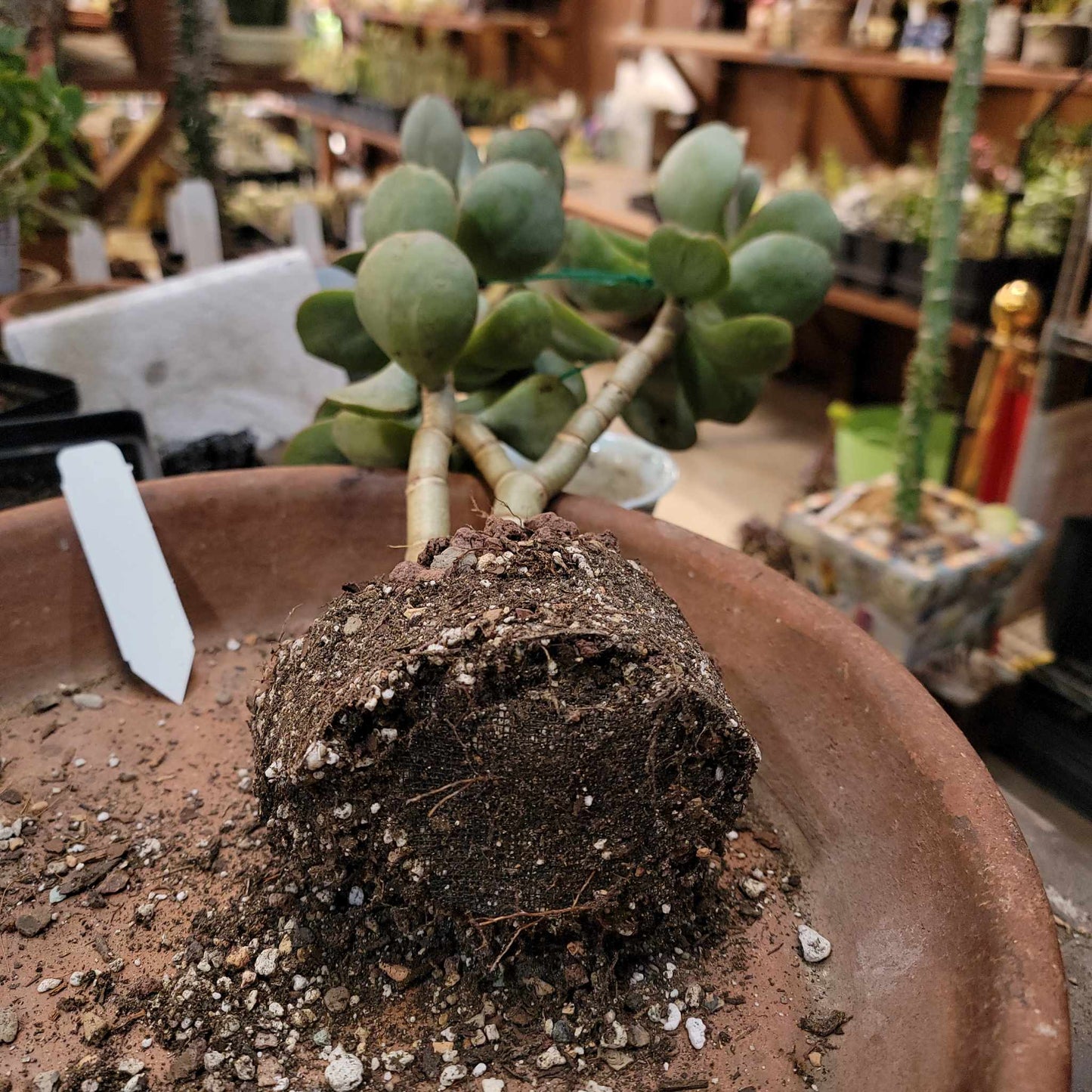 Crassula arborescens - Silver Dollar Jade