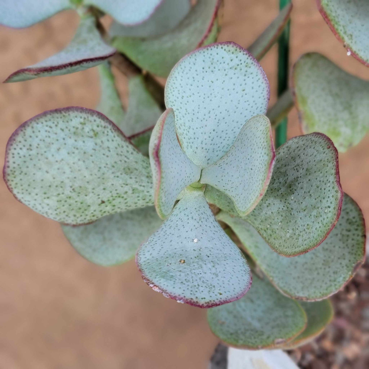 Crassula arborescens - Silver Dollar Jade