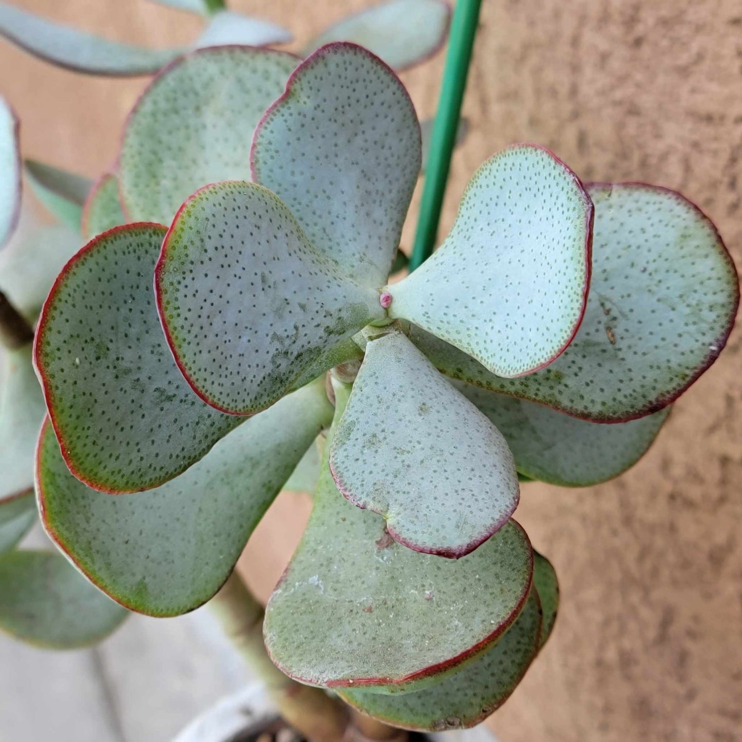 Crassula arborescens - Silver Dollar Jade