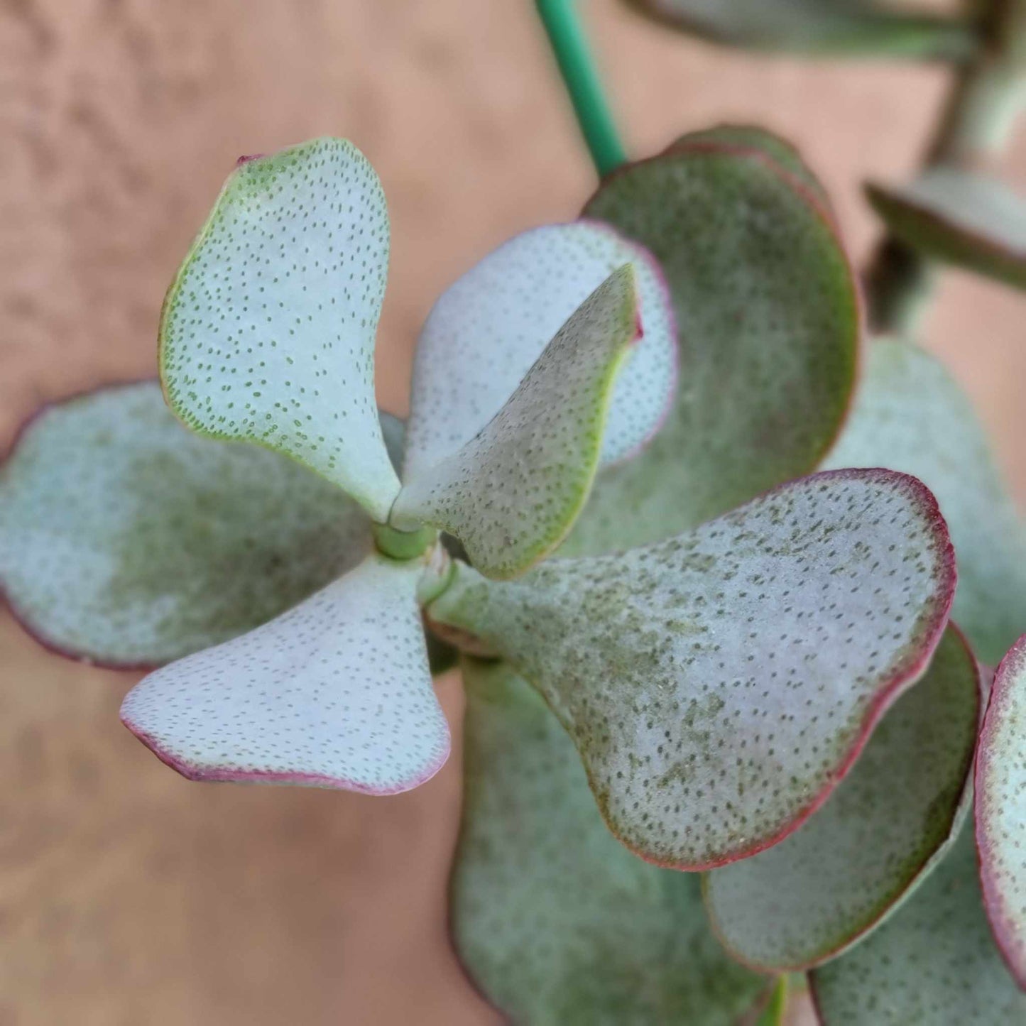 Crassula arborescens - Silver Dollar Jade