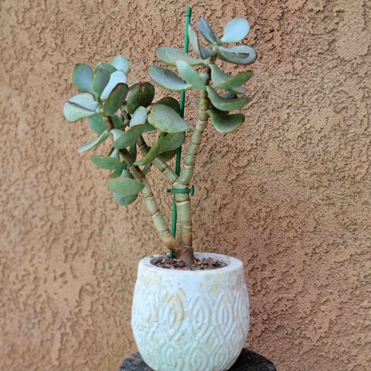 Crassula arborescens - Silver Dollar Jade