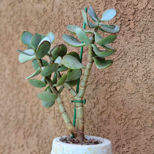 Crassula arborescens - Silver Dollar Jade
