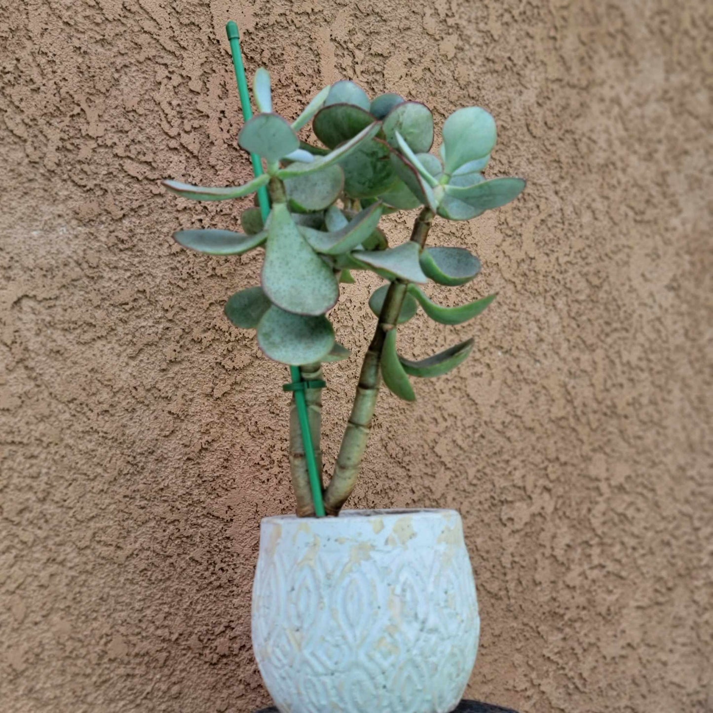 Crassula arborescens - Silver Dollar Jade