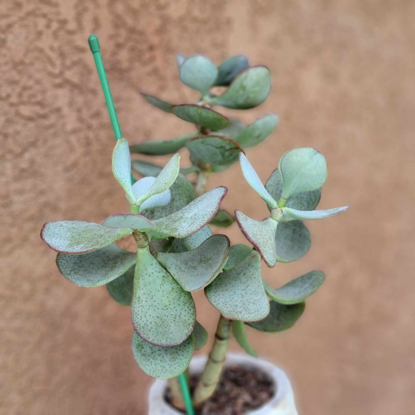 Crassula arborescens - Silver Dollar Jade