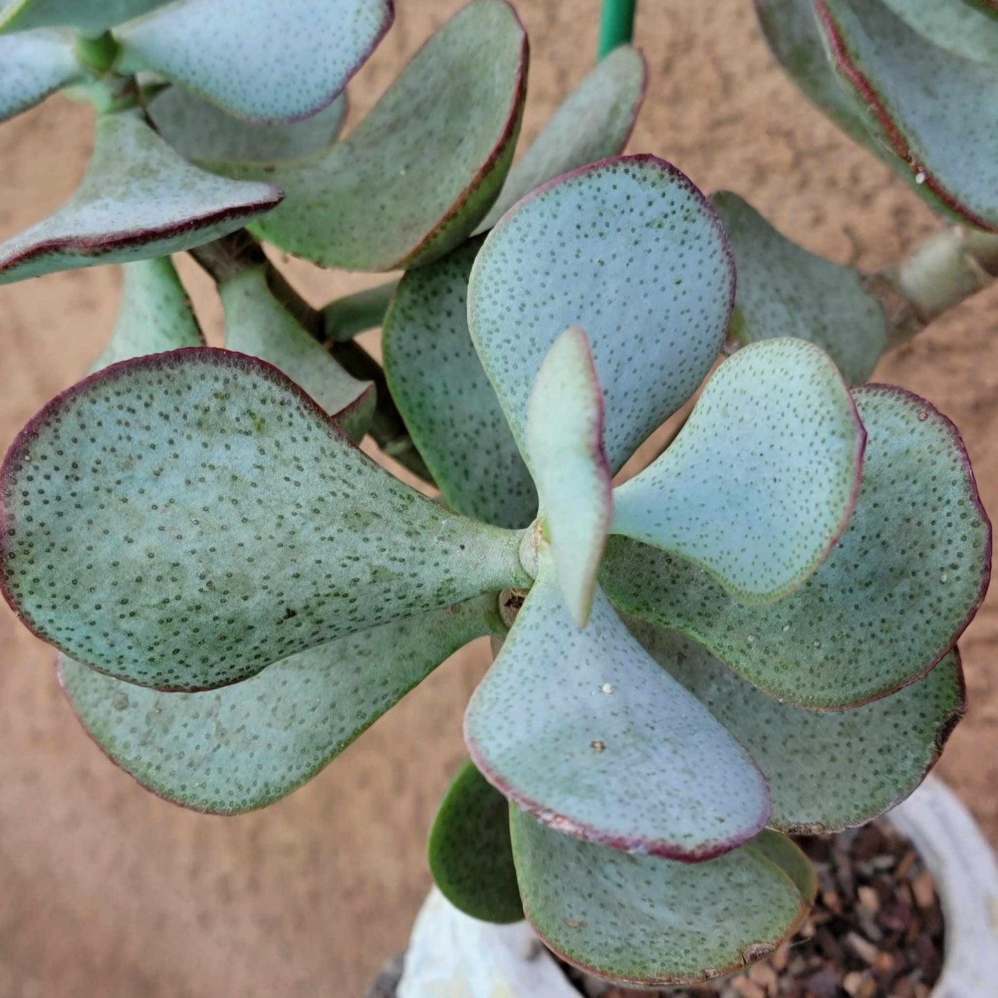 Crassula arborescens - Silver Dollar Jade