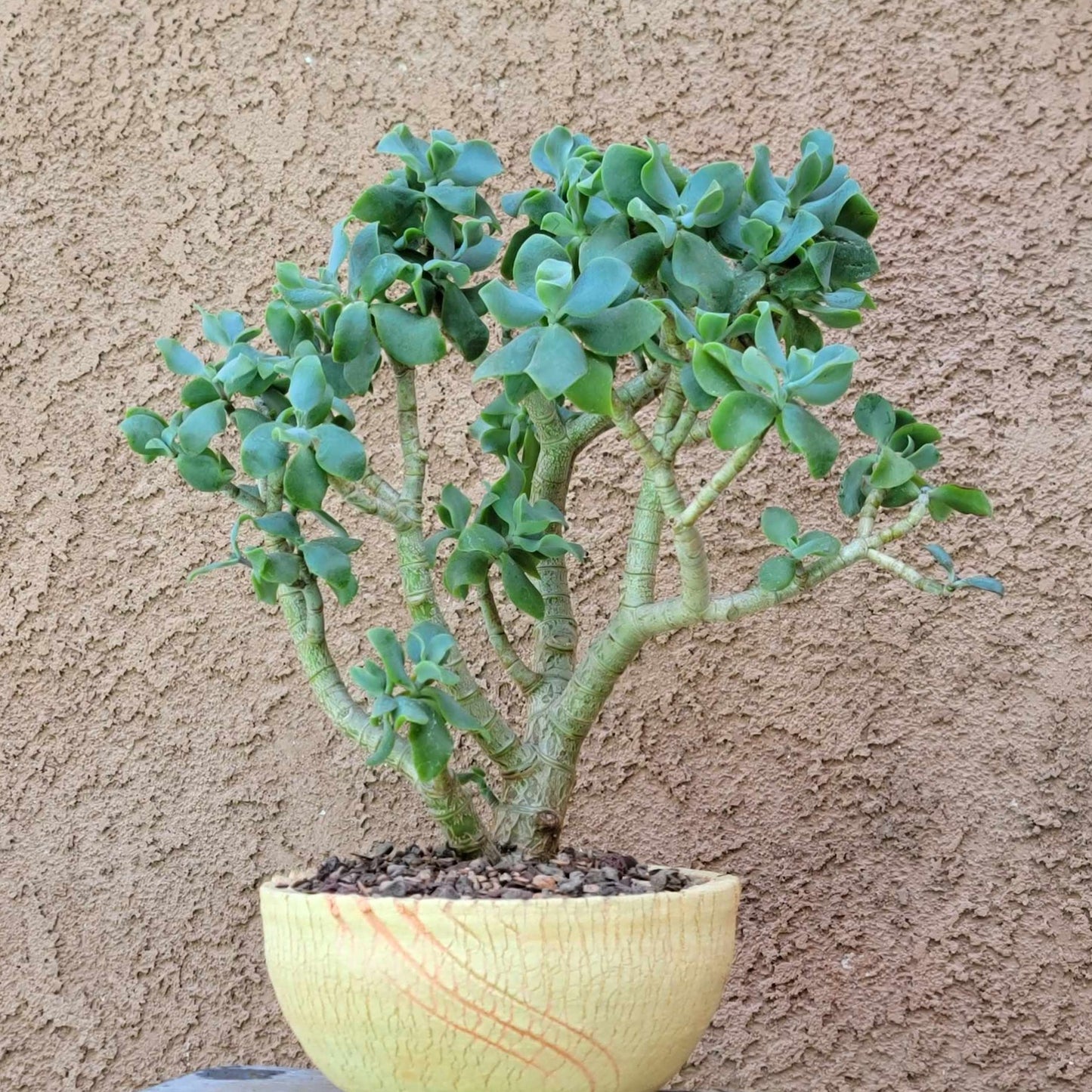 Crassula arborescens undulatifolia - Ripple Jade Tree