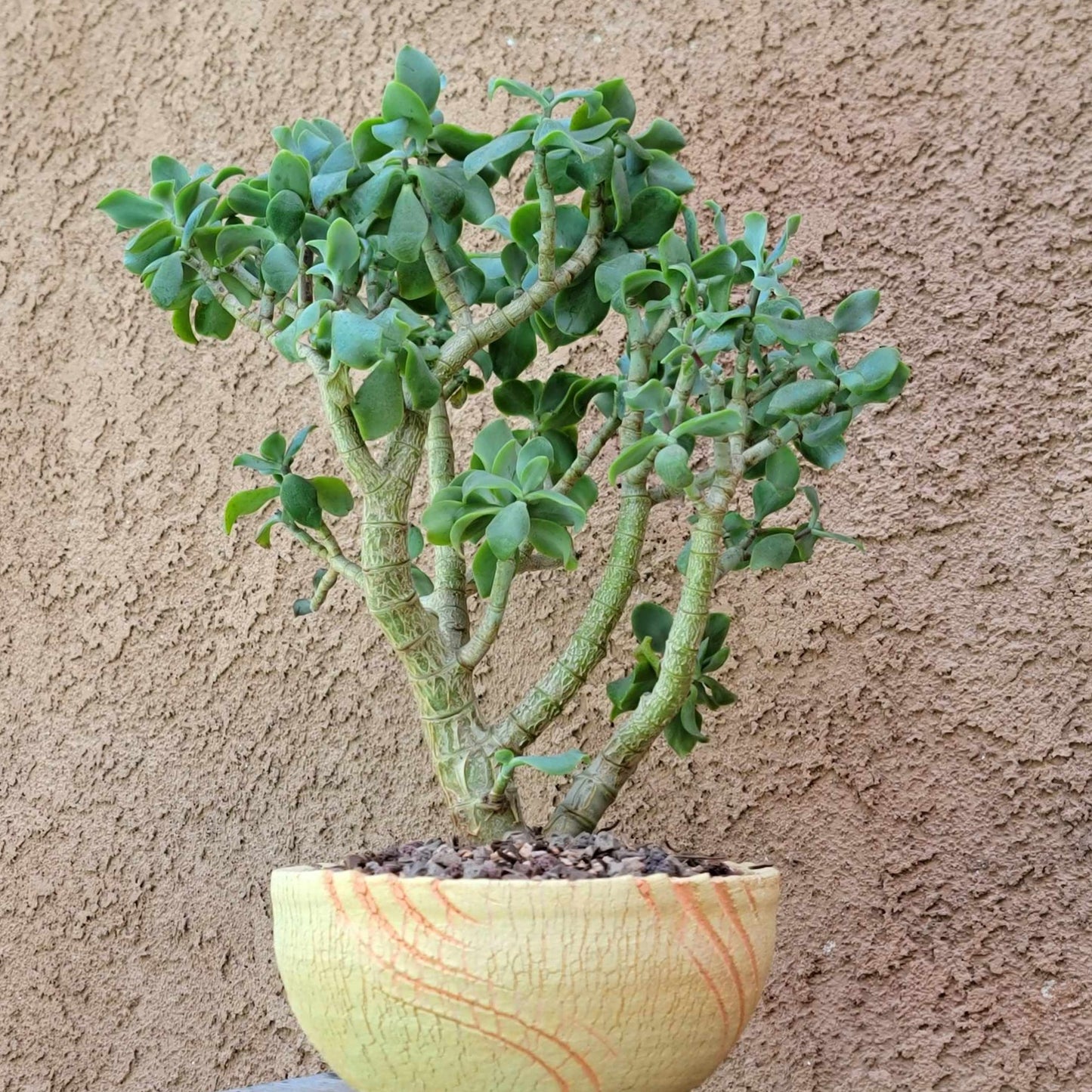 Crassula arborescens undulatifolia - Ripple Jade Tree