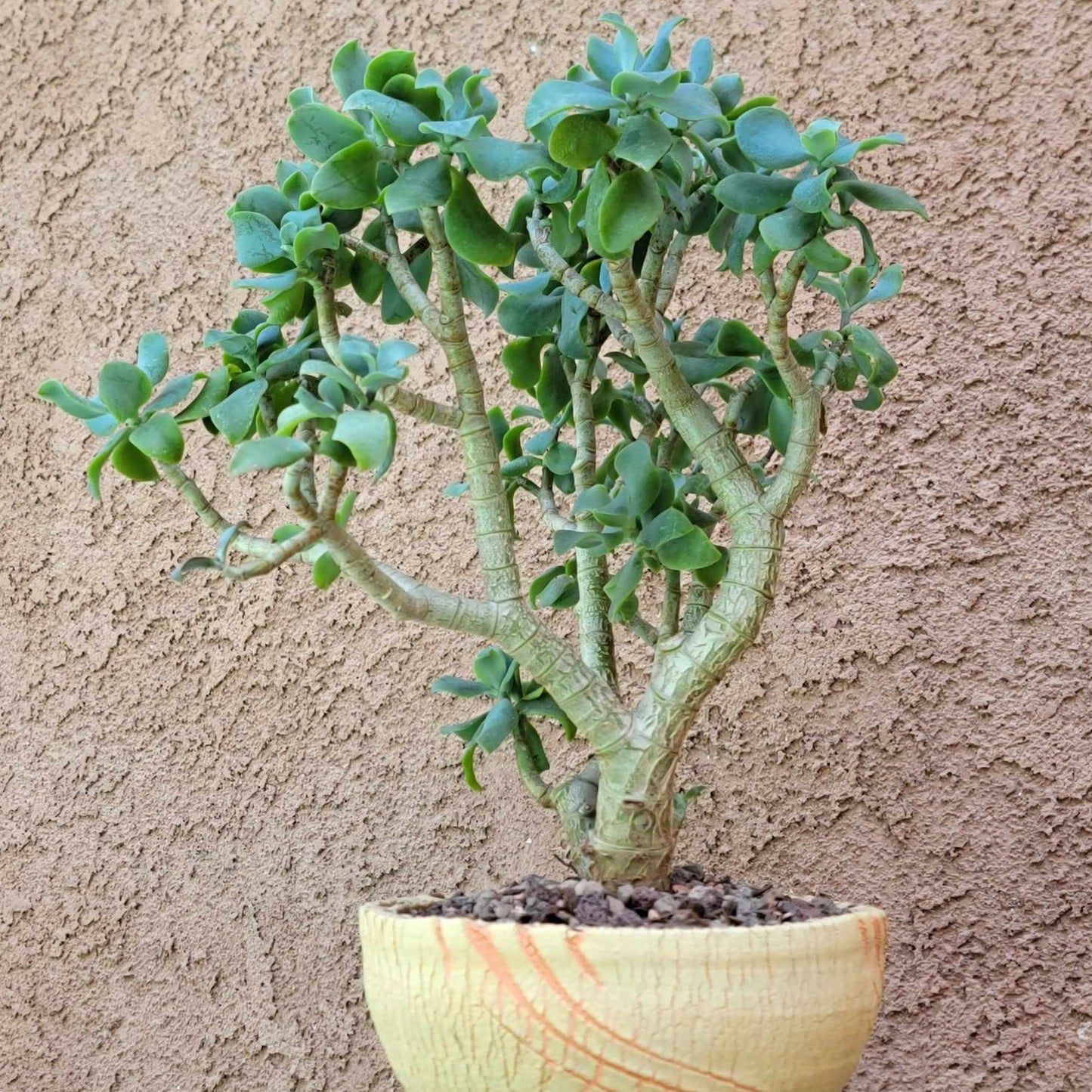 Crassula arborescens undulatifolia - Ripple Jade Tree