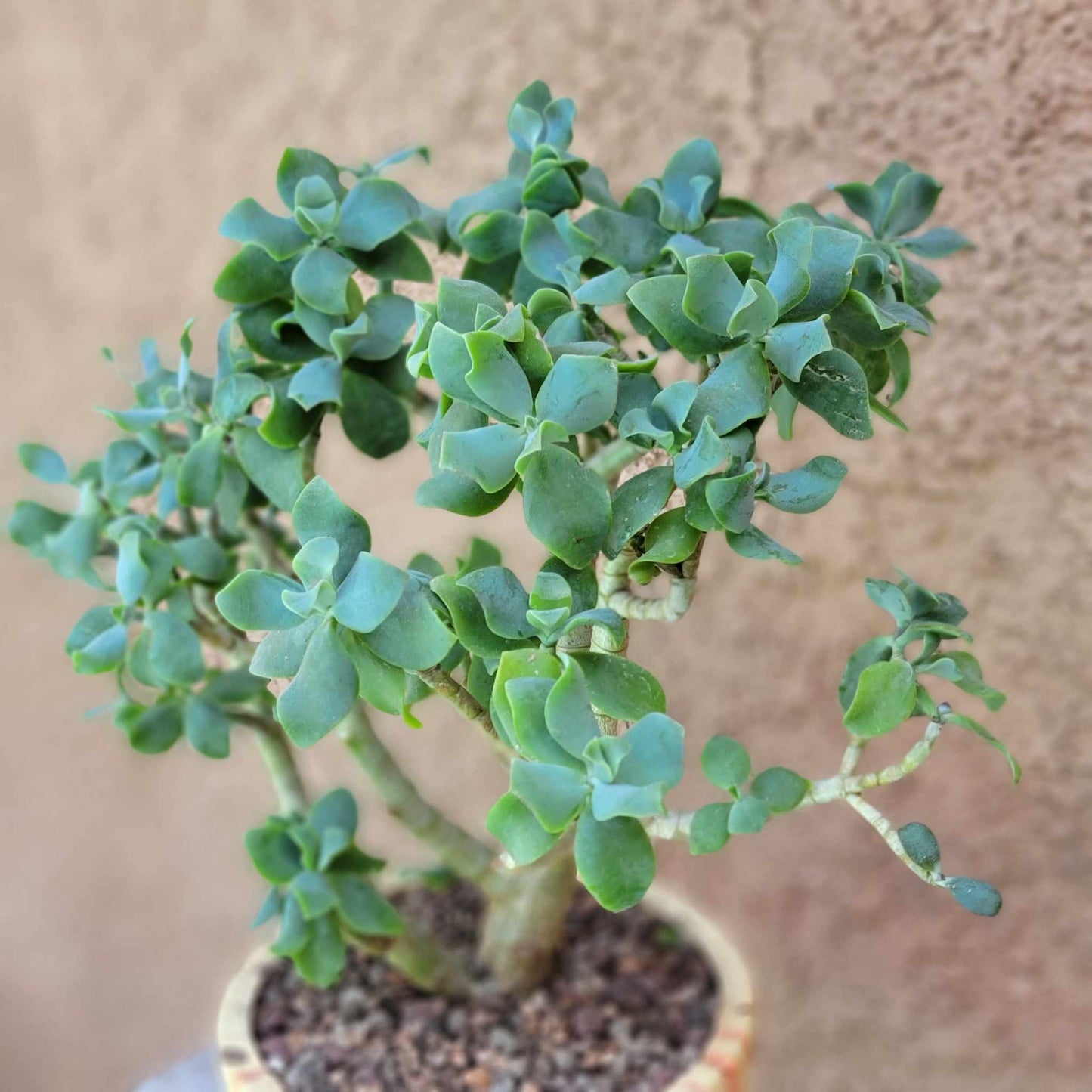 Crassula arborescens undulatifolia - Ripple Jade Tree