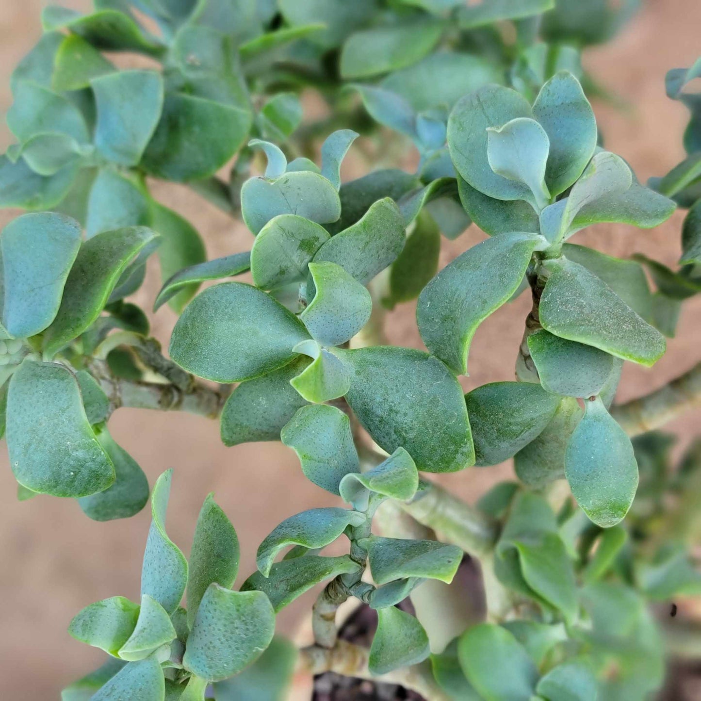 Crassula arborescens undulatifolia - Ripple Jade Tree