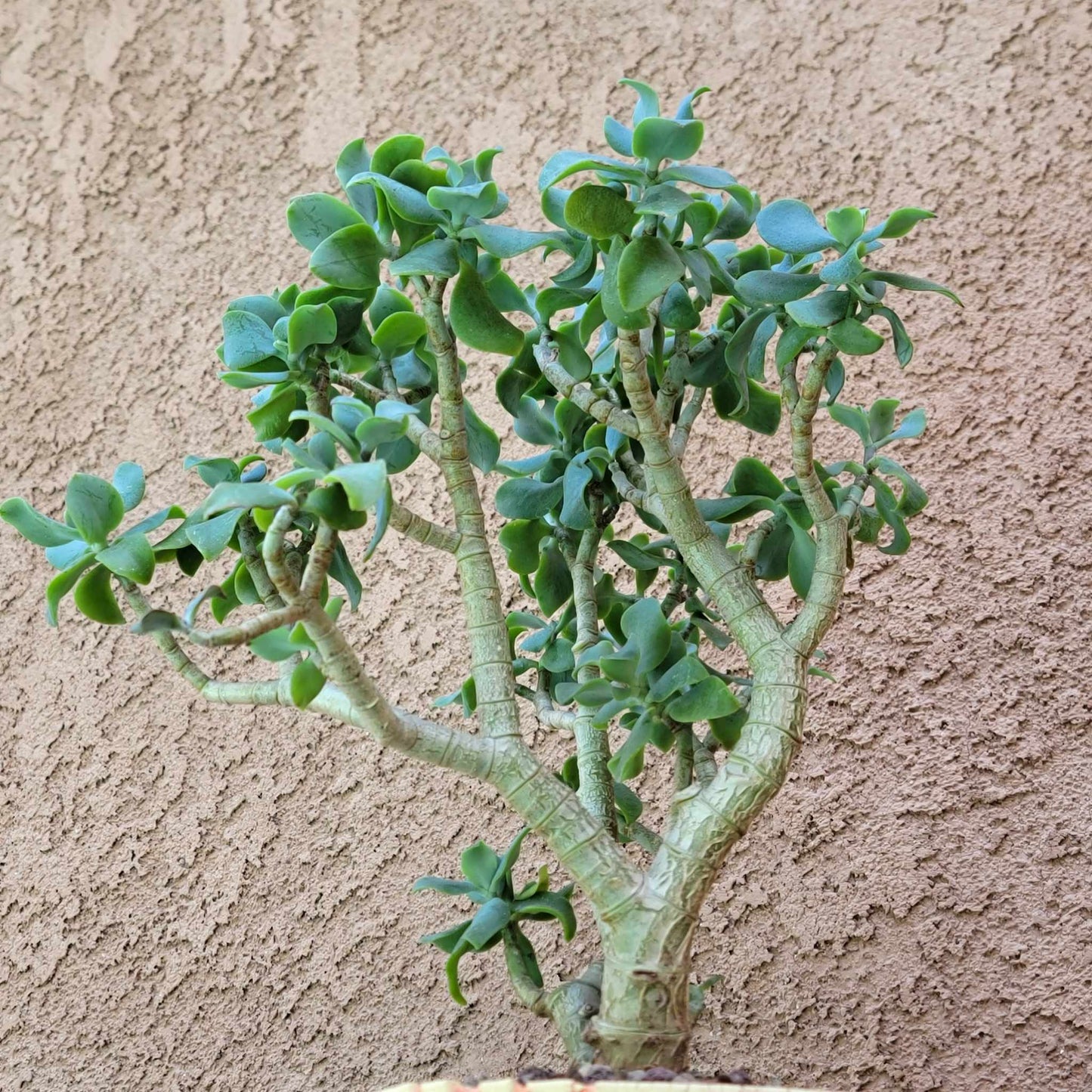 Crassula arborescens undulatifolia - Ripple Jade Tree