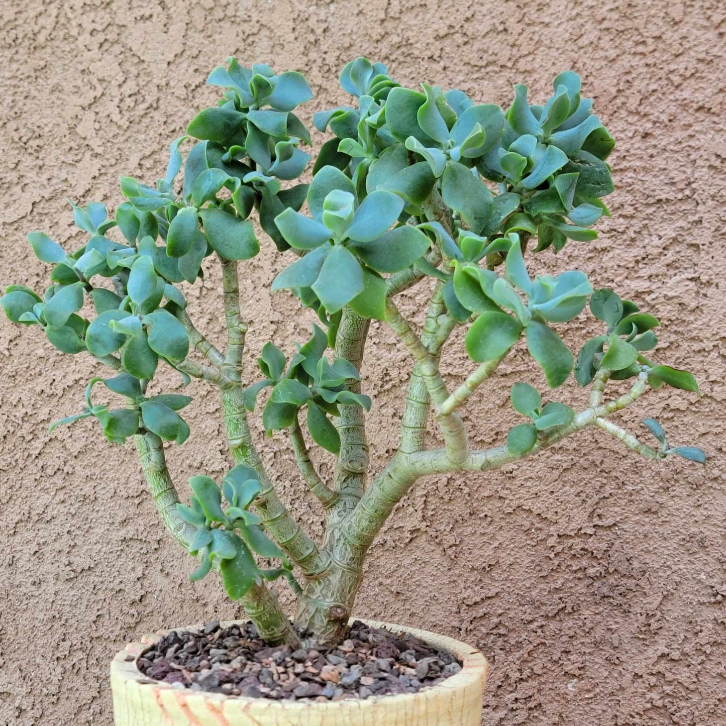 Crassula arborescens undulatifolia - Ripple Jade Tree