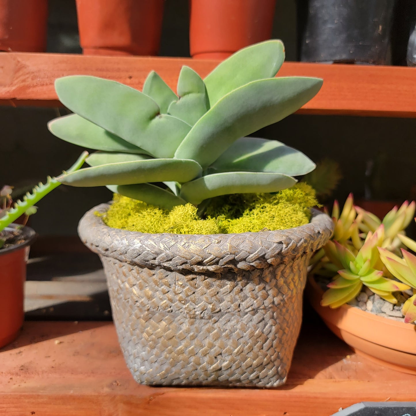 Cement Basket Planter
