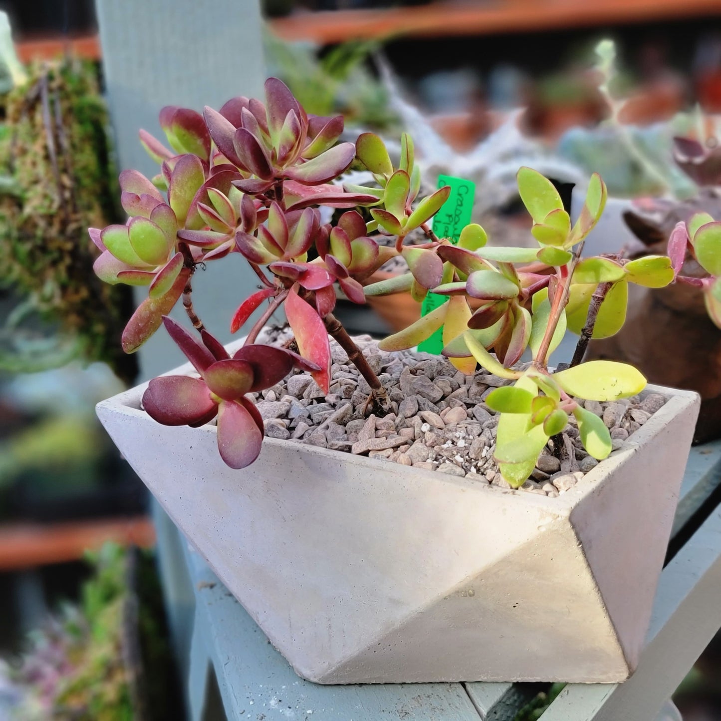 Geometric Cement Planter - Natural