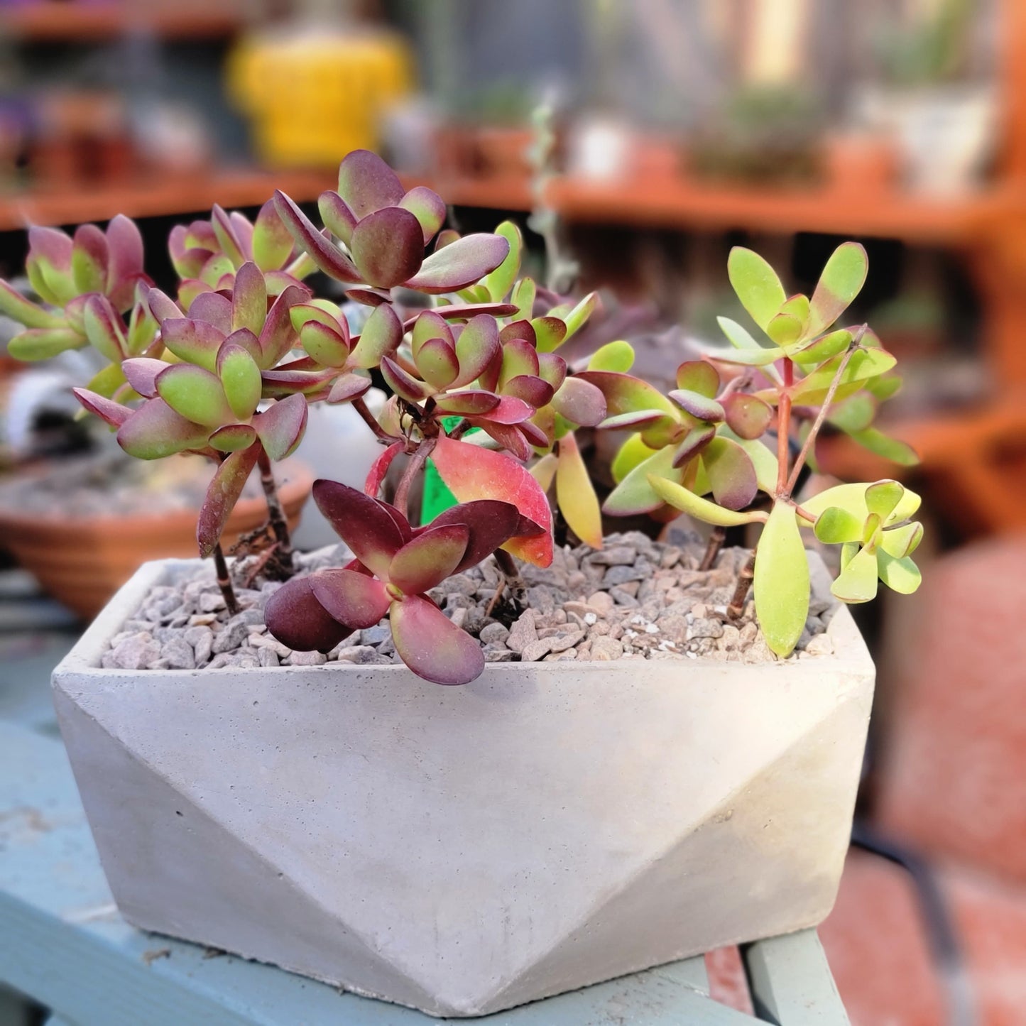 Geometric Cement Planter - Natural