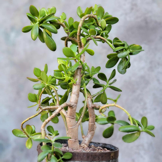 Crassula ovata - Classic Jade Tree