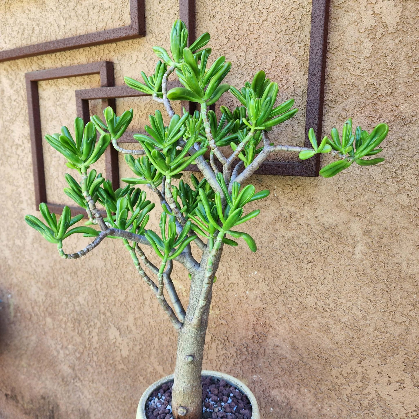 Crassula ovata 'Gollum' - Gollum Jade Tree (Old) - 30" Tall!