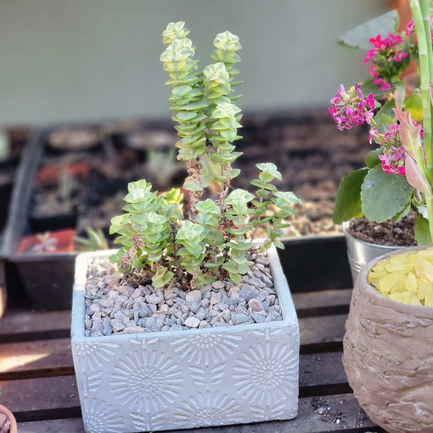Cement Planter - Engraved - Square