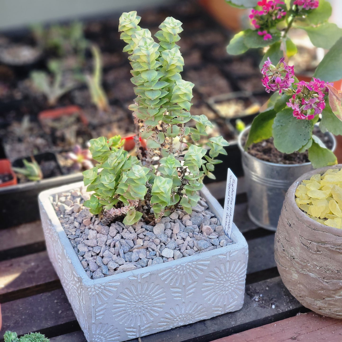 Cement Planter - Engraved - Square