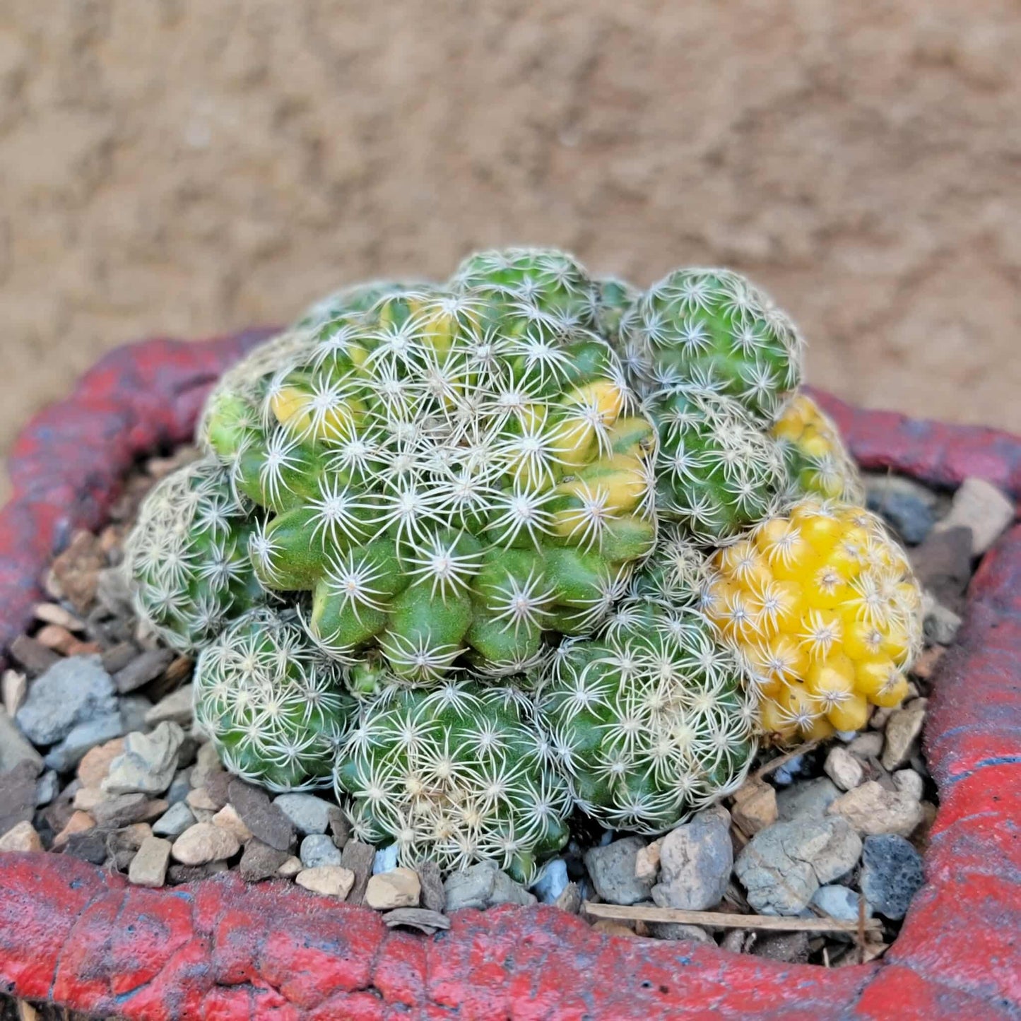 Discocactus buenekeri f. variegata