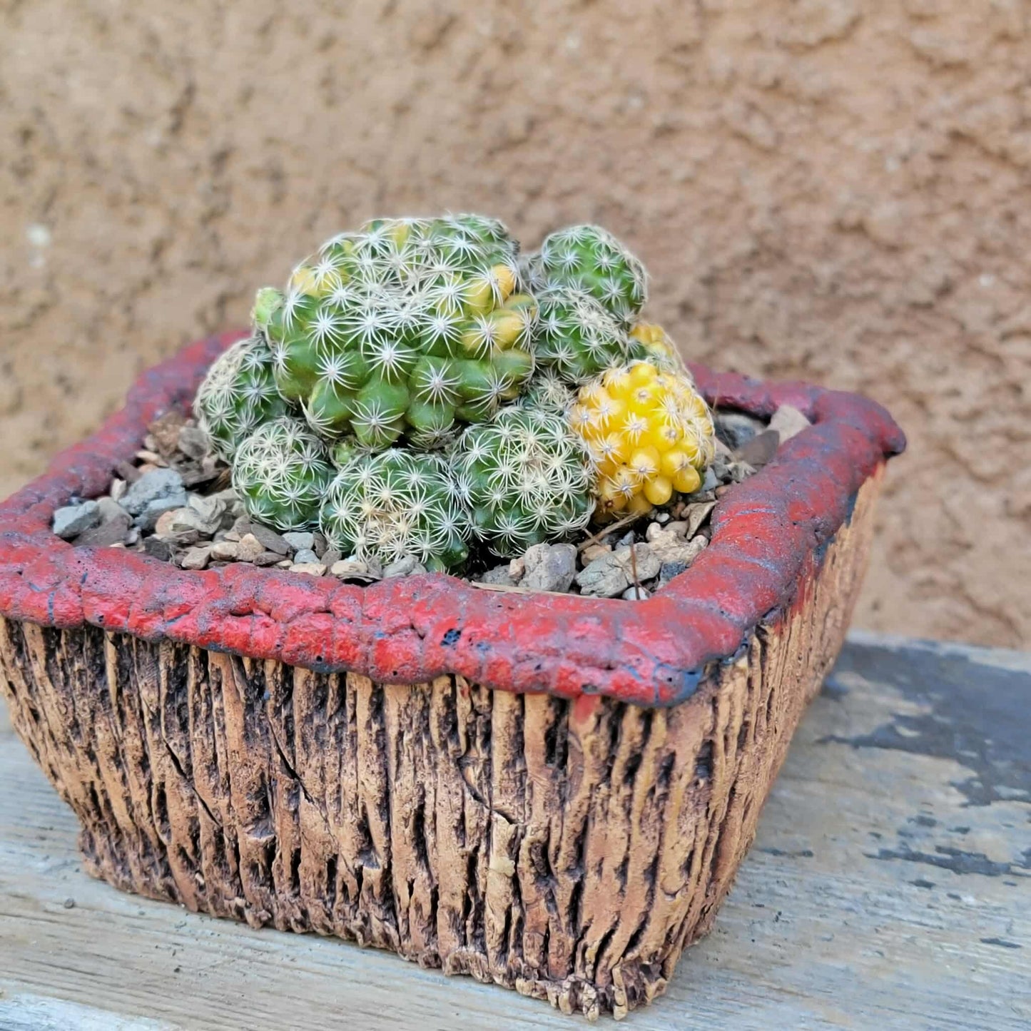 Discocactus buenekeri f. variegata