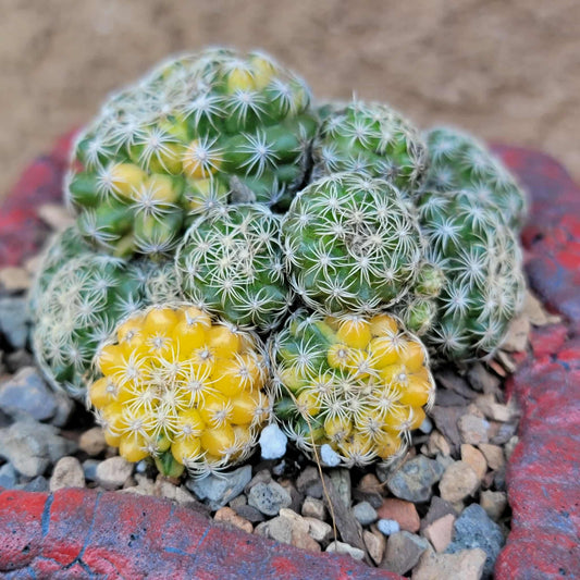 Discocactus buenekeri f. variegata