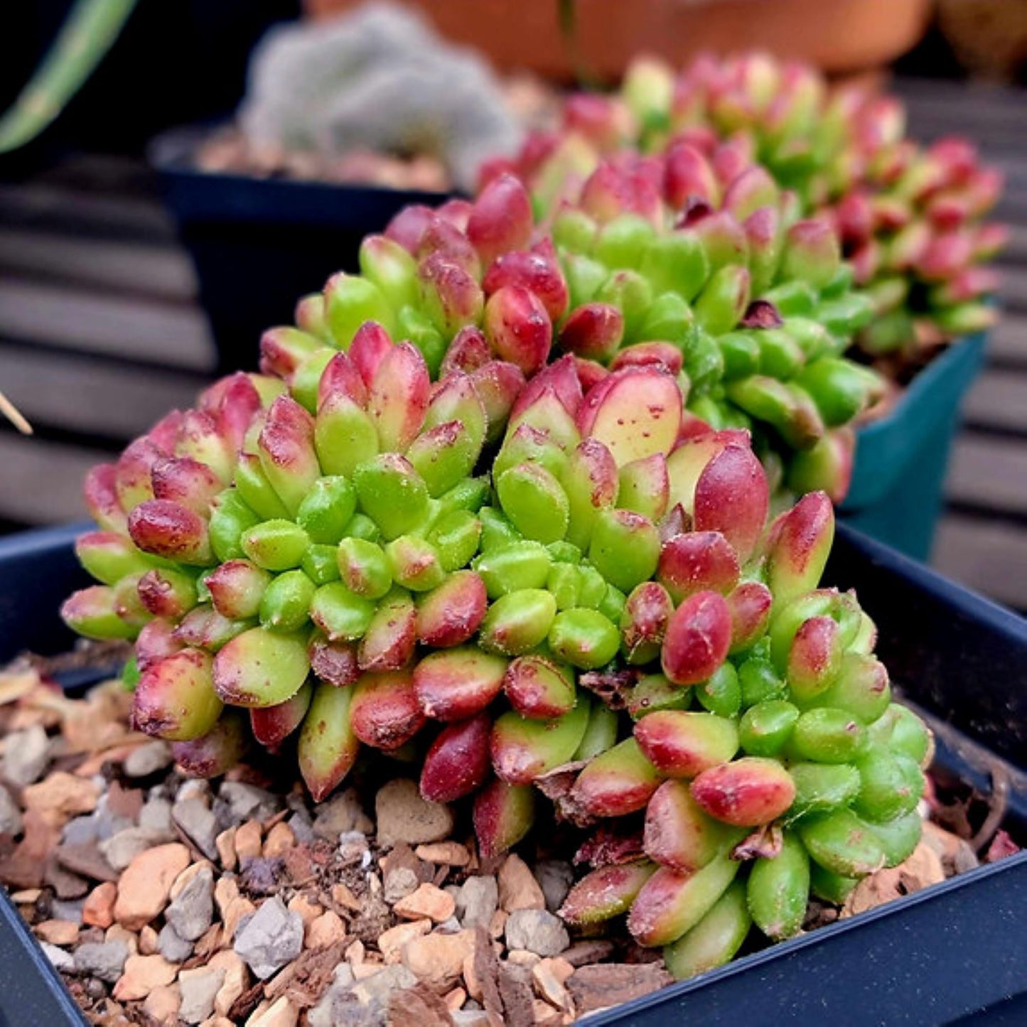 Echeveria 'Bella' cristata