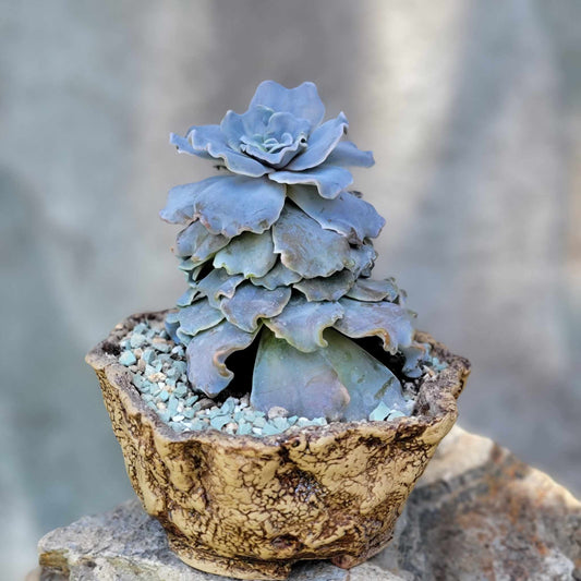 Echeveria 'Crispate Beauty'